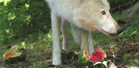 Virtual Enrichment Program With Wolves Wolf Conservation Center