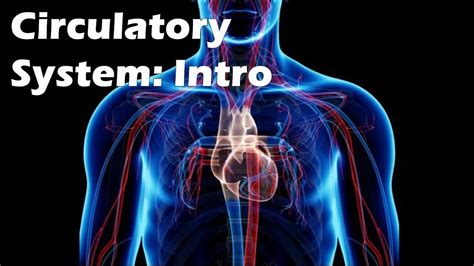 The Circulatory System An Introduction Youtube