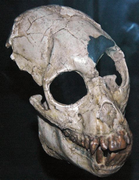 Proconsul Africanus Fossil Ape Hiwegi Formation Lower Miocene