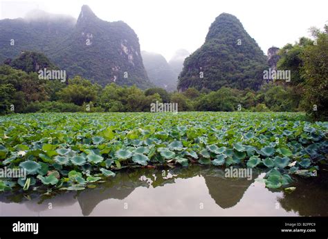 Karst Peaks Surround A Lake Full Of Lotus Plants Yangshuo Guangxi China
