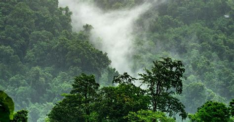 Tropical Forests Are Losing Their Skill To Absorb Carbon Dioxide