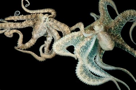 are octopuses smart live science