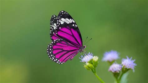 Farfalle Come Presagi I Loro Colori E Significati Animali Feed