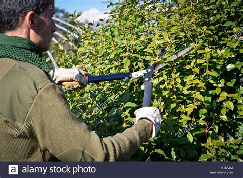 Hedge Trimming Edge Hi Res Stock Photography And Images Alamy