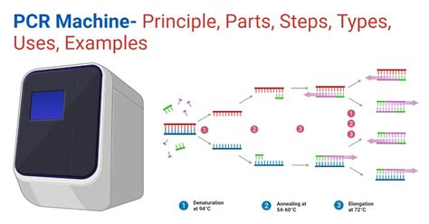 Pcr Machine Principle Parts Steps Types Uses Examples