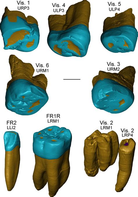 Ancient Teeth With Neanderthal Features Reveal New Chapters Of Human