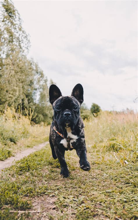 Download Black French Bulldog Puppy Running Wallpaper
