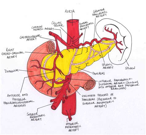 Anatomy Of Superior Mesenteric Artery