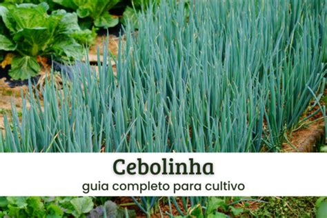 Cebolinha Guia Completo Para O Cultivo Horta Jardim E Cia