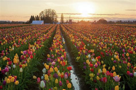 Sunset Over Tulip Fields Photograph By David Gn Fine Art America