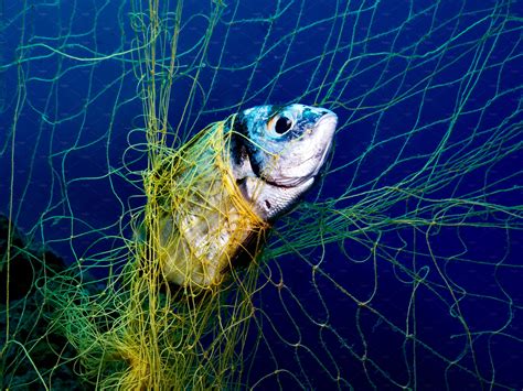 Trapped In Ghost Nets In The Aegean Sea Two Banded Sea Bream In Ghost