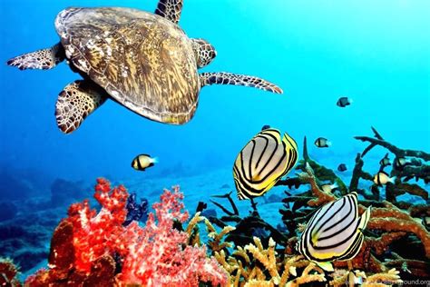 Ocean Life Hd Images Underwater Fish Desktop Wallpapers Fine Hd