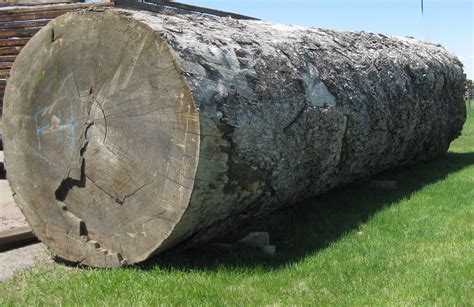 Old growth forests store large amounts of carbon, which is stored in wood, soil humus and peat. Montana Reclaimed Lumber Co.: Old Growth Douglas-Fir Logs