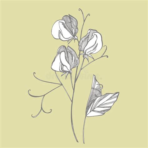 Sweet Pea Flowers Drawing And Sketch With Line Art On White Backgrounds