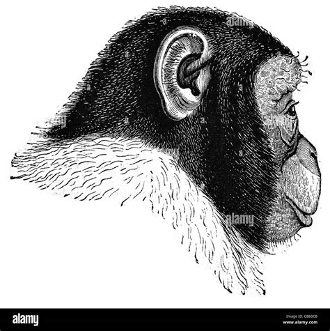 Ape Drawing Hi Res Stock Photography And Images Alamy