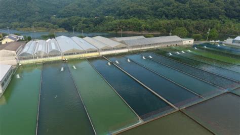 Momotaro Koi Farm | Koi Breeders | Okayama, Japan