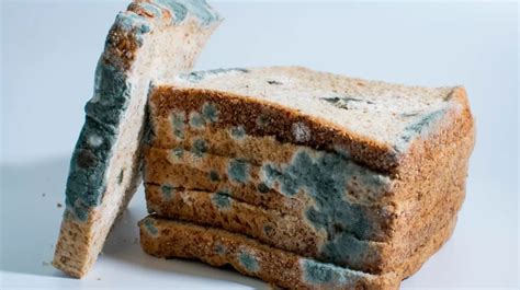 Everything You Need To Know About Bread Mold The Good Bad And Ugly