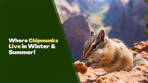 Where Do Chipmunks Live Winter And Summer Rodents Info