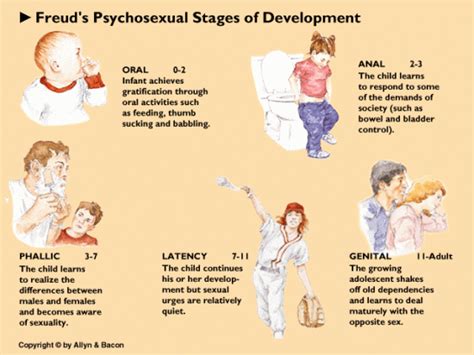 Haley Dennerline This Picture Shows The Five Stages Of Freuds