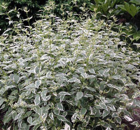 10 Variegated Plants For Every Garden Triangle Gardener