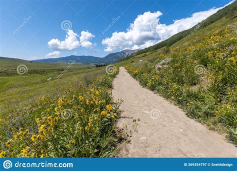 Scenic Landscape Of Colorado Wildflower Meadow In The Rocky Mountains