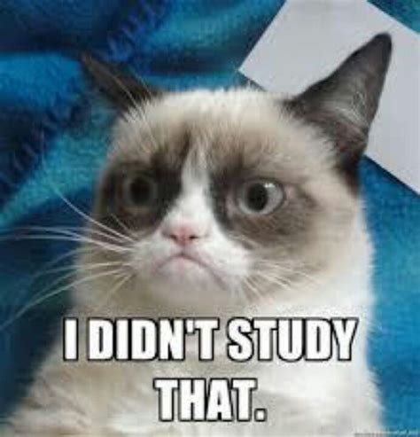 How I Felt The Whole Way Through Nursing School Grumpy Cat Quotes