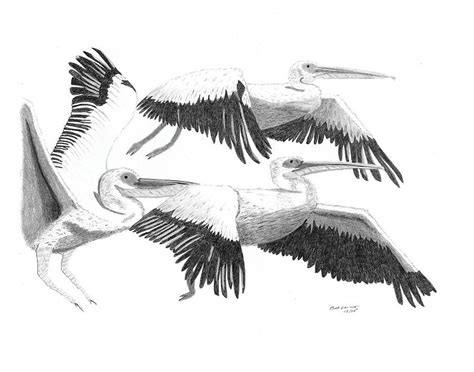 Pelicans In Flight Drawing By Bob And Carol Garrison