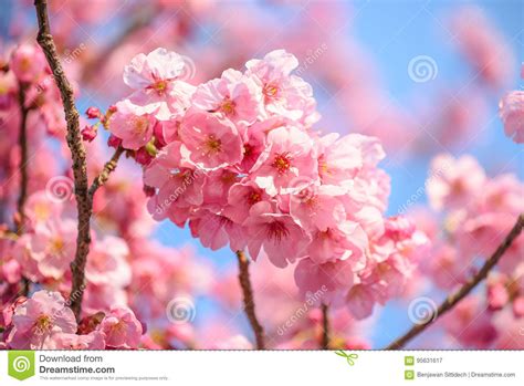 Flor Japonesa De Sakura Da Flor De Cerejeira Ou Do Rosa Imagem De Stock