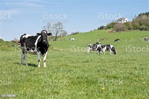 Sapi Perah Holstein Friesian Dalam Adegan Pedesaan Foto Stok Unduh