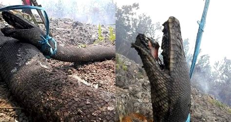 Giant 30 Foot Wild Snakes Die Trying To Escape Indonesias Forest Fires