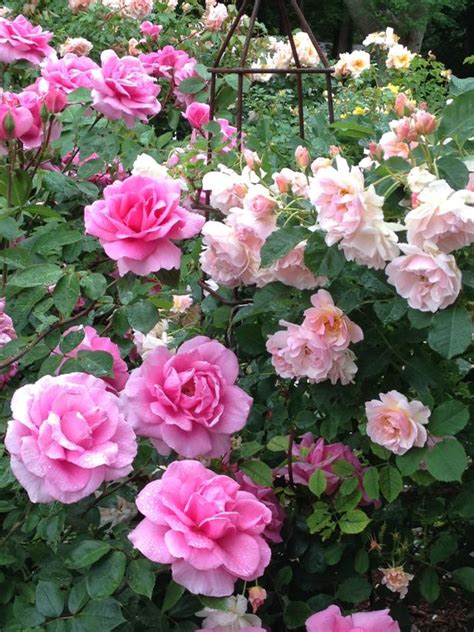 Rose Garden Ideas For Front Yard Magdalena Encore