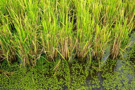 Green Rice Plant Stock Image Image Of Outdoor Detail 84736967