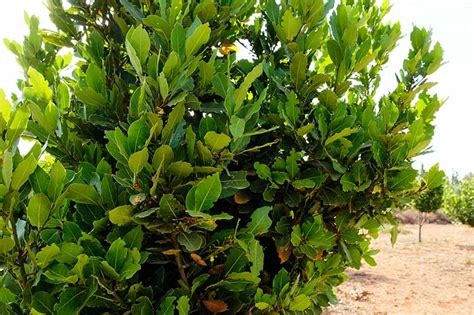 How To Grow And Care For Bay Laurel Trees Gardeners Path 2022