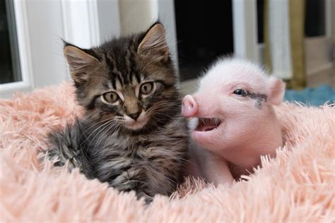 Cats And Pigs Living Together Aww