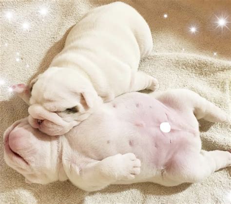 14 Photos Proving That English Bulldog Puppies Are The Cutest The Paws