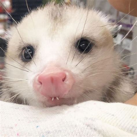 Sesame The Opossum And Starfish On Instagram Good Morning Time To