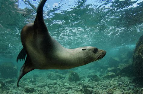 Galapagos Sea Lion Zalophus Wollebaeki Photograph By Pete Oxford