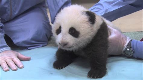 Crawling And Squeaking Panda Cub 10th Exam Youtube