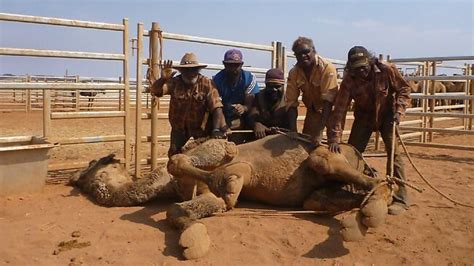 cull shoots wide of the mark on feral camel numbers the australian