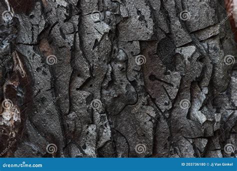 Burnt Monterey Pine Tree Bark Pinus Radiata Stock Photo Cartoondealer