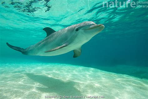 Nature Picture Library Common Bottlenose Dolphin Tursiops Truncatus