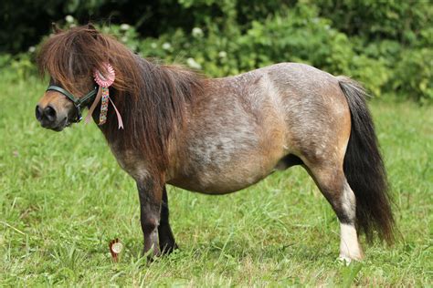 American Shetland Pony Horse Breed Profile And Information
