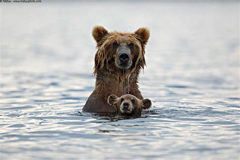 Absolutely Adorable Pictures Of Mommy And Baby Bears 56 Pics