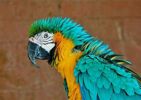 Largest Macaw Species