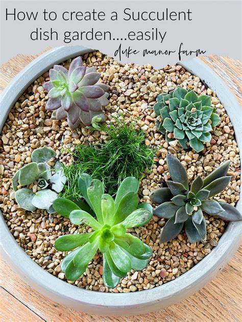 How To Create A Succulent Dish Garden Duke Manor Farm By Laura Janning