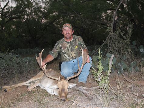 Texas Fallow Deer Three Amigos Ranch