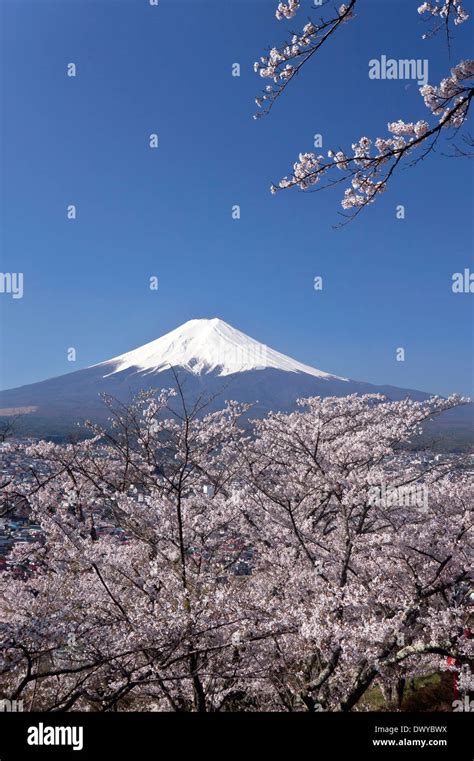 Cherry Blossoms And Mount Fuji Japan Stock Photo Alamy