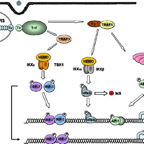 The Tlr7 8 And 9 Signalling Pathway Tlr7 8 And 9 Reside In Endosomal