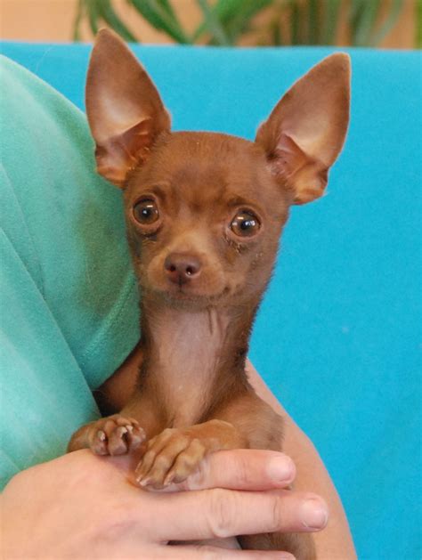 Marinetta A Chocolate Chihuahua Puppy For Adoption