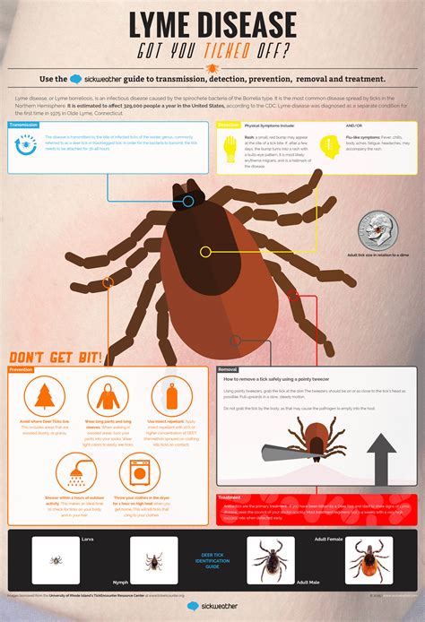 Lyme Disease Infographic Caregiver Solutions Magazine